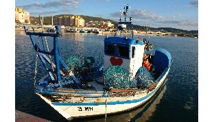 Europa reconoce excepcionalidad de marisqueros que capturan bivalvos en el Mediterráneo