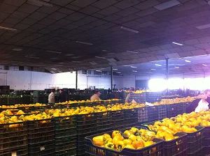 La exportación hortofrutícola de Almería bate un record en volumen durante 2011