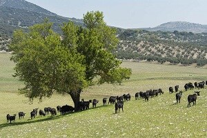 La Junta de Andalucía pone en valor la actividad sostenible de los pastores