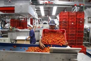 El Comité Mixto del Tomate analiza la situación del mercado y los efectos del Acuerdo de la UE con Marruecos