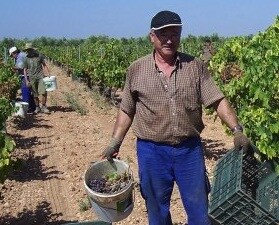 La eliminación de los derechos de plantación resultaría demoledora para el modelo de producción vitivinícola estatal y europeo