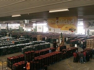 La Junta entrega más de 330.000 en subvenciones a tres empresas hortofrutícolas de Roquetas de Mar y El Ejido