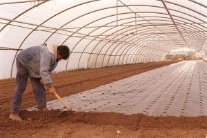Almería recibe el 30% de los pagos de la Junta para la modernización de explotaciones agrícolas
