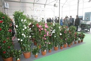 UPA: «La subida del IVA a flores y plantas pone al sector en una situación insostenible»