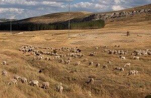 COAG Almería preocupada por la sequía que agudiza la crítica situación de las explotaciones ganaderas de la provincia