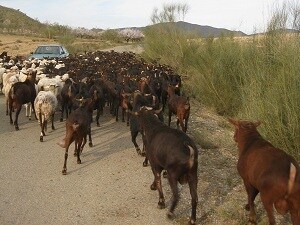 6.000 agricultores y ganaderos de Almería han solicitado hasta el momento ayudas directas y agroambientales