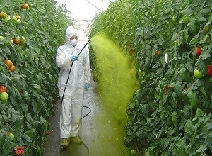 UAL e Ifapa evalúan nuevas técnicas de  aplicación de fitosanitarios en invernadero