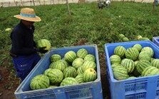 Asaja  solicita  inspecciones en las importaciones para garantizar la calidad de sandias y melones