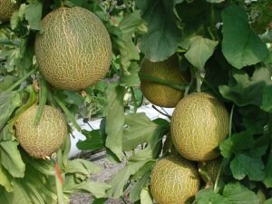 Las inspecciones verifican la «gran calidad» del melón y la sandía de la provincia de Almería