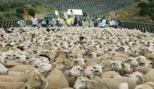 España ha perdido 5 millones de ovejas en cinco años