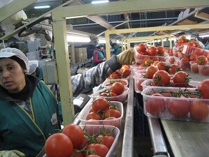 El sector hortofrutícola almeriense encadena ocho meses de incrementos en el valor de las exportaciones