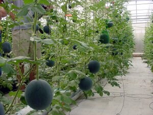 Agricultura refuerza su campaña ‘No cortes en verde’ para evitar la recolección de melón sin maduración suficiente