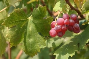 La Fundación Cajamar ofrece un nuevo módulo formativo sobre el cultivo de uva sin semilla