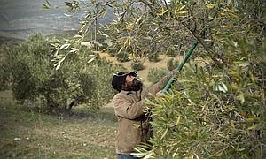 Las almazaras de Almería incrementan un 45,4% la exportación de aceite de oliva entre enero y abril