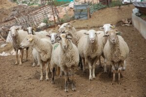 La ganadería española no puede soportar la subida de los costes de producción