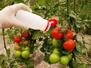 Más de la mitad de la superficie de tomate se cultiva con control biológico en Almería
