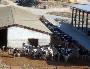 UPA advierte de que Industria y distribución siguen ejerciendo abuso de poder sobre los ganaderos españoles