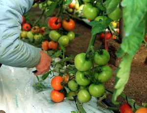 La Junta aprueba 38 millones de euros en ayudas a 8.600 agricultores de OPFH de Almería