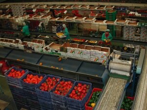 Almería incrementa un 100% el valor de sus exportaciones de hortalizas congeladas