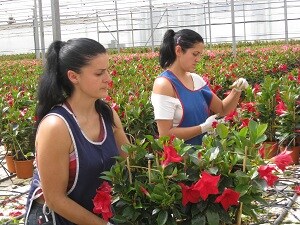 Almería incrementa un 92% el valor de las exportaciones de flores entre enero y abril