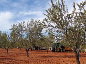 Italia compró casi el 50% de la almendra que exportó Almería entre enero y mayo pasados