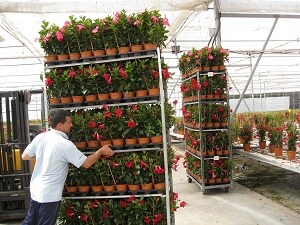 Almería vende en Francia más de la mitad de las plantas vivas, plantones y bulbos que exporta