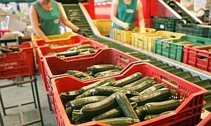 Almería incrementó un 108% el valor de las exportaciones de hortalizas frescas el pasado mes de julio