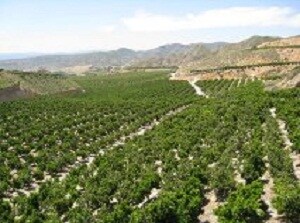 Almería incrementa un 67% el valor de las exportaciones de cítricos entre enero y agosto pasados