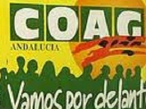 Coag Andalucía pide a las cooperativas prudencia en la venta de aceíte de oliva