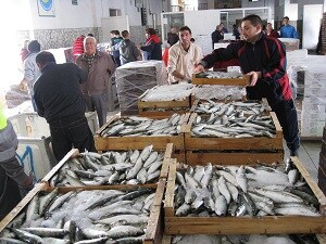 Las descargas de pescado en las lonjas de la provincia de Almería se incrementan casi un 80% en los ocho primeros meses del año