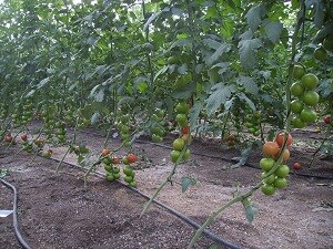 Coag advierte de que Marruecos podría aplicar en sus tomates 56 sustancias activas prohibidas en la UE