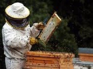 La Junta paga más de 251.000 euros en ayudas a 182 apicultores de Almería
