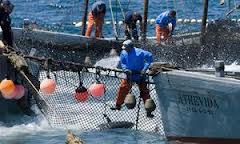 España apoya las medidas adoptadas para mejorar el control de la pesca de atún rojo en el Atlántico Este y Mediterráneo