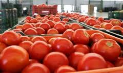 Marruecos incrementa un 70% su exportación de tomate a la UE durante la primera semana de noviembre