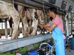 Arias Cañete: La supresión de cuotas del sector lácteo supondría una merma en su competitividad que no podemos asumir