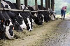 El Gobierno aprueba la asignación excepcional de derechos de pago único a los productores de leche por valor de 31 millones de euros