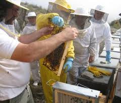 La Junta paga más de 1,3 millones de euros en ayudas a 185 apicultores por su contribución a la conservación de la biodiversidad