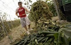 El Ministerio de Agricultura, Alimentación y Medio Ambiente ha transferido a las CCAA 4.555 millones de euros para el pago de las ayudas directas de la PAC de la campaña 2012