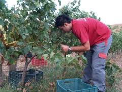 La Junta abre el plazo de solicitud de derechos de plantación de viñedo disponibles en la Comunidad Autónoma
