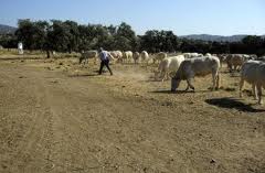 UPA acusa a las industrias lácteas de obligar a los ganaderos a firmar contratos irregulares