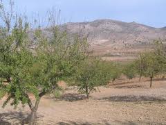 Los productores de frutos secos de Los Vélez pierden el 80% de la cosecha de almendra