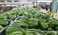 Aumentan un 14% las exportaciones de frutas y hortalizas realizadas desde el Puesto de Inspección Fronteriza del Puerto de Almería