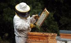 Los apicultores de UPA apoyan la prohibición de los insecticidas neonicotinoides que plantea la UE