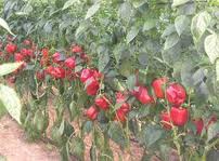 Asaja pide a la UE que los productos hortofrutícolas «sensibles» queden excluidos de la nueva negociación con Marruecos