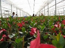 El valor de las exportaciones de planta ornamental y flor  cortada de Almería se incrementa un 33% hasta febrero