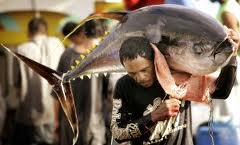 El Ministerio de Agricultura, Alimentación y Medio Ambiente publica las cuotas correspondientes a los buques del censo específico de atún rojo