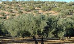 Judit Anda destaca el peso del olivar como cultivo insignia de Andalucía y fuente de riqueza y empleo en el medio rural