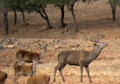 UPA-Granada denuncia nuevos daños  causados por los ciervos en numerosas  fincas agrícolas de la Sierra de Baza