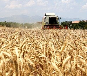 Asaja Granada alerta de la propagación de la plaga de la Roya amarilla del trigo