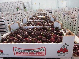 El cultivo de la cereza se consolida en Granada de la mano de la cooperativa Maitena del Genil